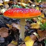 Fliegenpilz